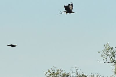 White-tailed eagle (Haliaeetus albicilla) 