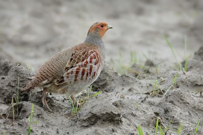 Grey Partridge (Perdix perdix)