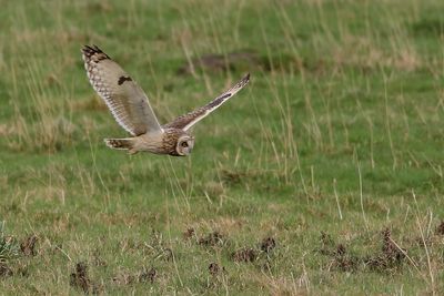 Short-eared Owl (Asio flammeus)