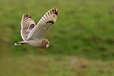 Short-eared Owl (Asio flammeus)