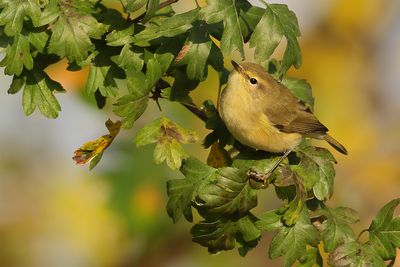 Gallery Chiffchaff