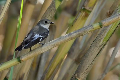 Gallery Collared Flycatcher