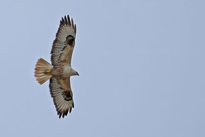 Long-legged Buzzard (Buteo rufinus)