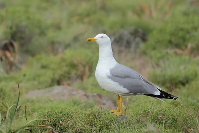 Gallery Yellow-legged Gull