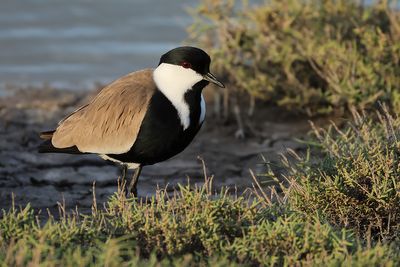 Gallery Spur-winged Plover
