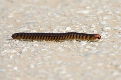 Millipede
