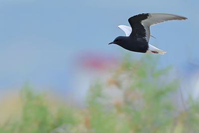 Gallery White-winged Black Tern