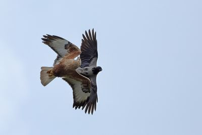Long-legged Buzzard (Buteo rufinus)