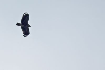 Lesser Spotted Eagle (Clanga pomarina)