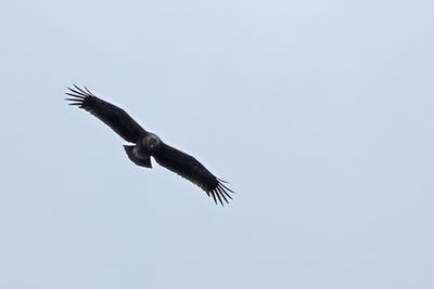 Lesser Spotted Eagle (Clanga pomarina)