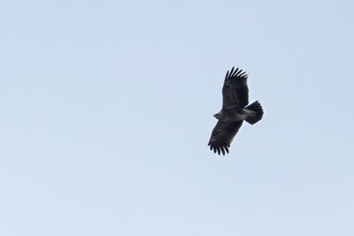 Lesser Spotted Eagle (Clanga pomarina)