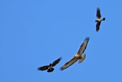 Long-legged Buzzard (Buteo rufinus)