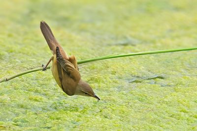 Gallery Great Reed Warbler