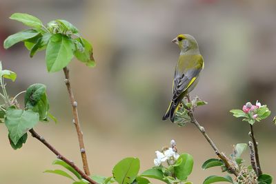 Gallery Greenfinch