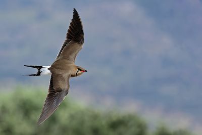 Gallery Collared Pratincole