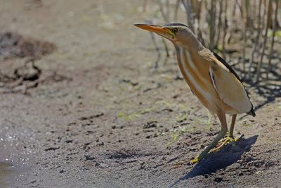 Little Bittern (Ixobrychus minutus)