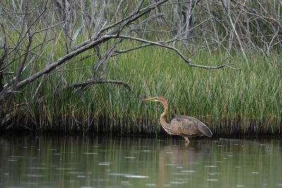 Gallery Purple Heron