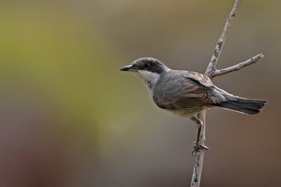 Gallery Eastern Orphean Warbler