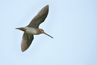 Common Snipe (Gallinago gallinago)