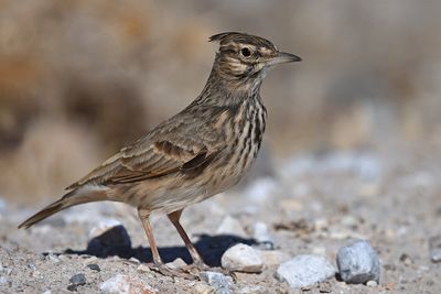 Gallery Crested Lark