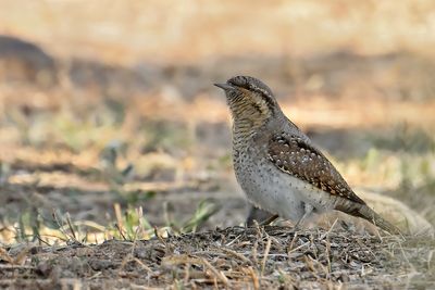 Gallery Wryneck