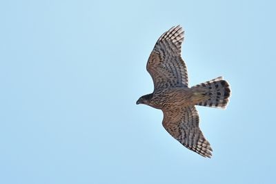 g13/83/944883/3/174968387.ca5ef635.JPEG