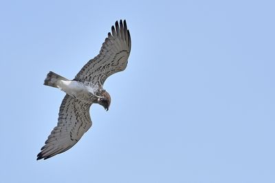 Short-toed Eagle (Circaetus gallicus)