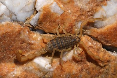 Mediterranean Checkered Scorpion - Mesobuthus gibbosus