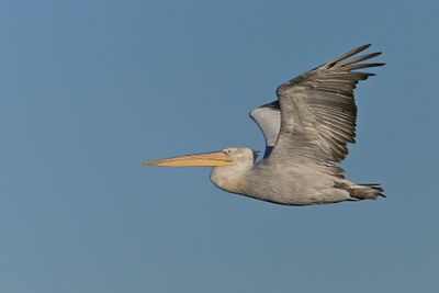 Dalmatian pelican (Pelecanus crispus)	