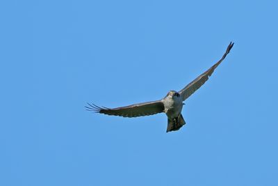 g13/83/944883/3/175068679.e473e287.JPEG