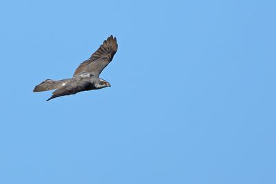 Northern Goshawk (Astur gentilis)