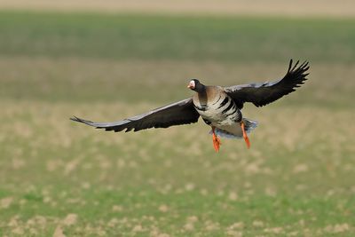 Gallery Greater White-fronted goose
