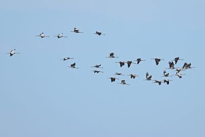 Eurasian Crane (Grus grus)
