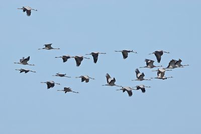 Eurasian Crane (Grus grus)