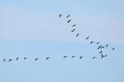 Eurasian Crane (Grus grus)