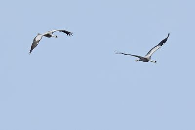 Eurasian Crane (Grus grus)