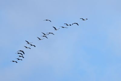 Eurasian Crane (Grus grus)