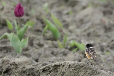 Gallery Stonechat