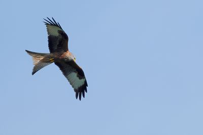 Red Kite (Milvus milvus) 