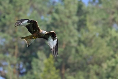 Red Kite (Milvus milvus) 