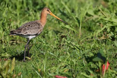 Black-tailed Godwit (Limosa limosa)