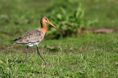 Black-tailed Godwit (Limosa limosa)