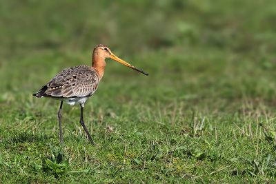 Black-tailed Godwit (Limosa limosa)