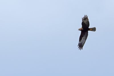 Western Marsh Harrier (Circus aeruginosus)