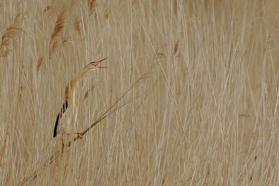 Little Bittern (Ixobrychus minutus)