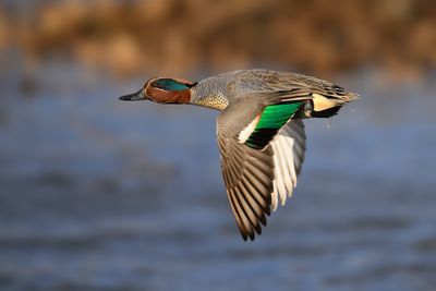 Gallery Common Teal