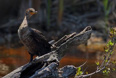 Gallery Double Crested Cormorant