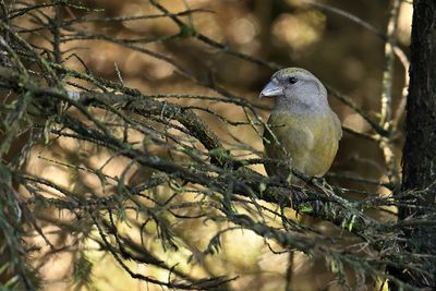 Gallery Common Crossbill