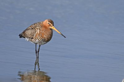Gallery Black-tailed Godwit