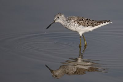 Gallery Marsh Sandpiper